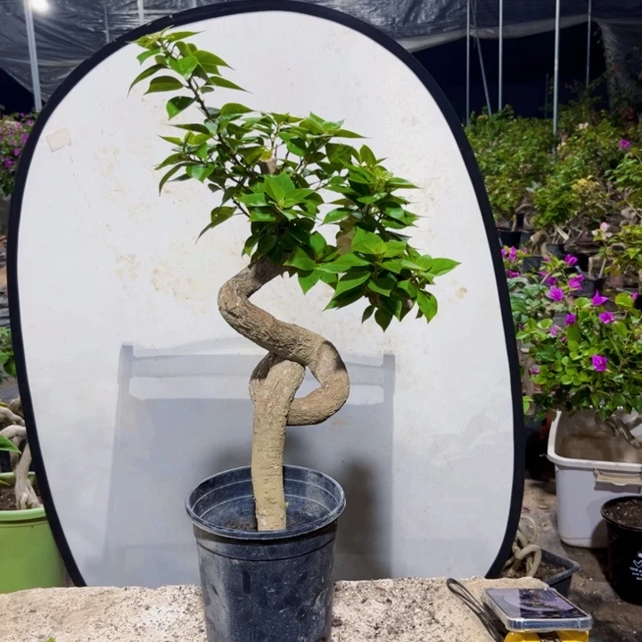 当前无花栽培后可以开花138