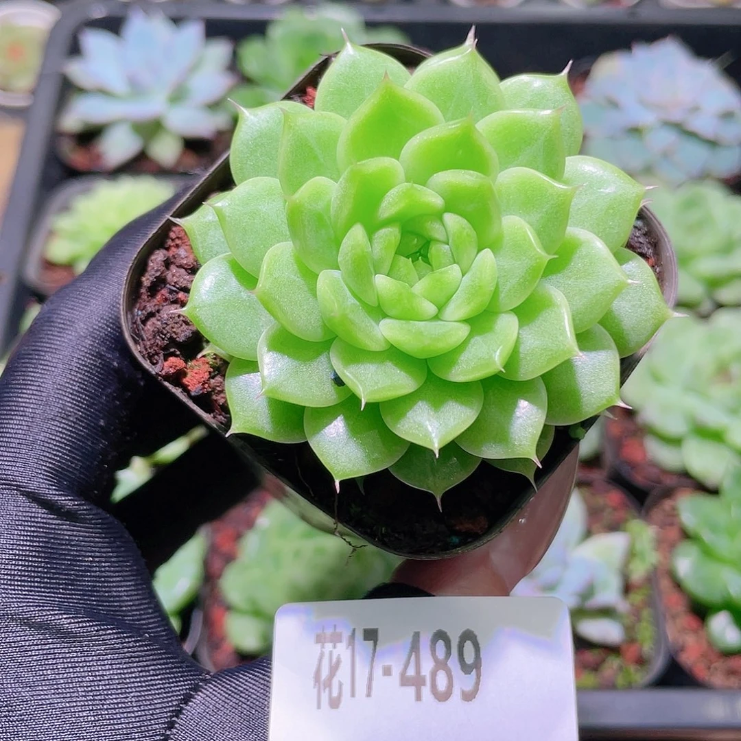 花利美17-489麦秆