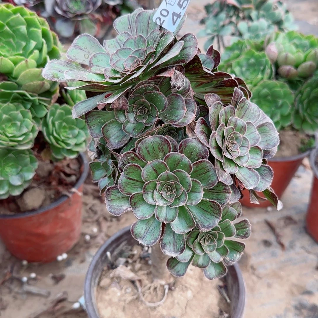 拉丝锦453满20包邮断枝不包