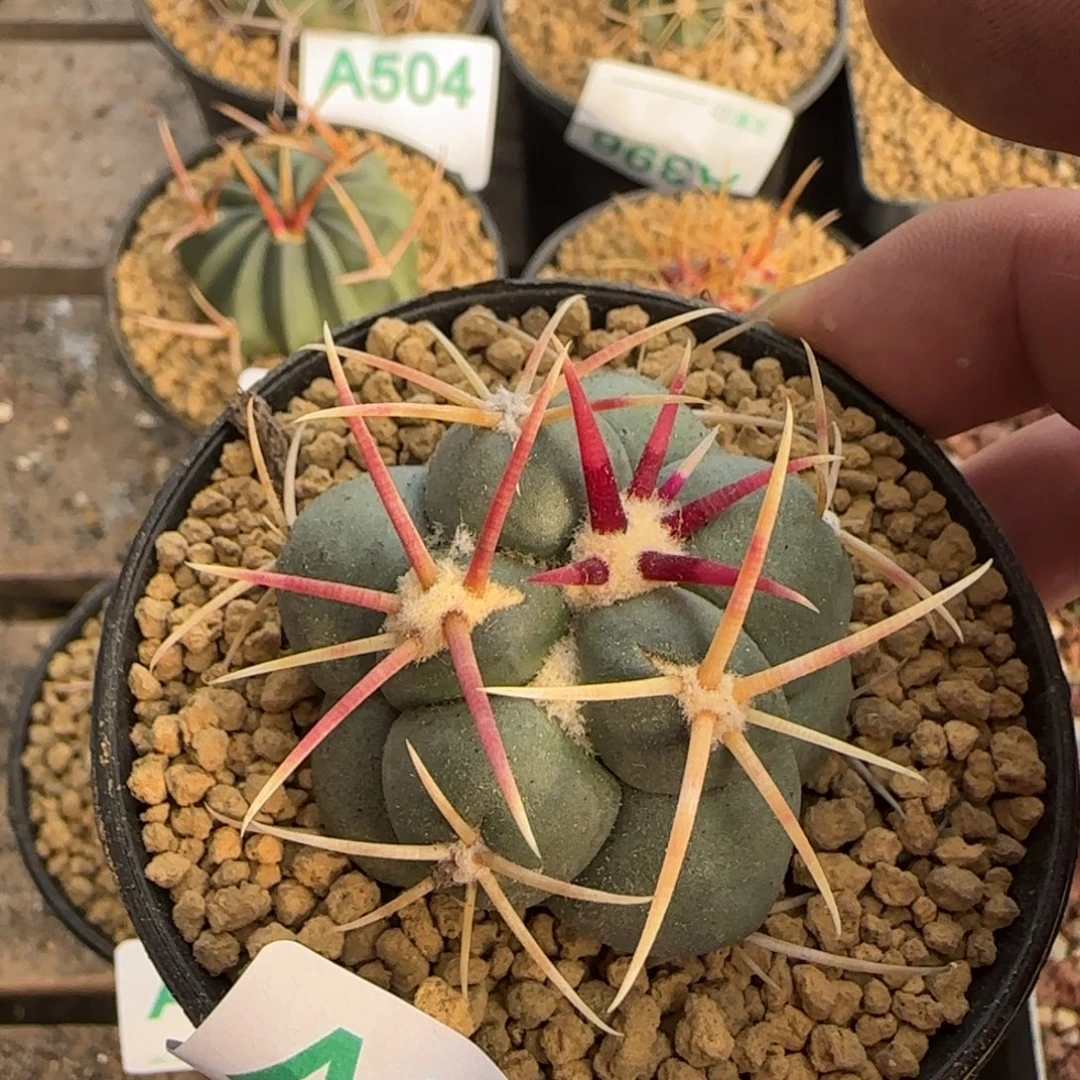 菲冠龙 实生仙人球501