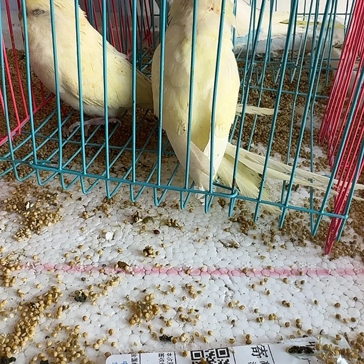 虎皮鹦鹉大头你好