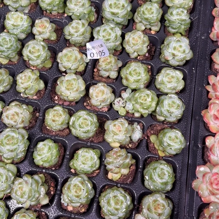 新店开播福利全场9.9包邮105