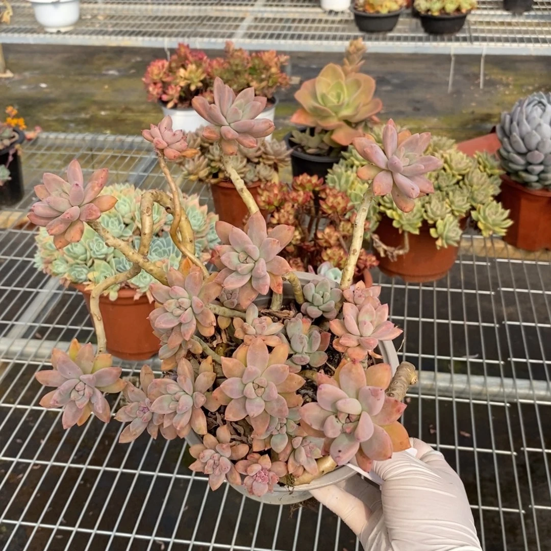 595秋丽老桩一物一拍