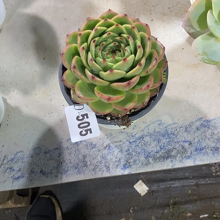 A***呵505月亮石多肉植物