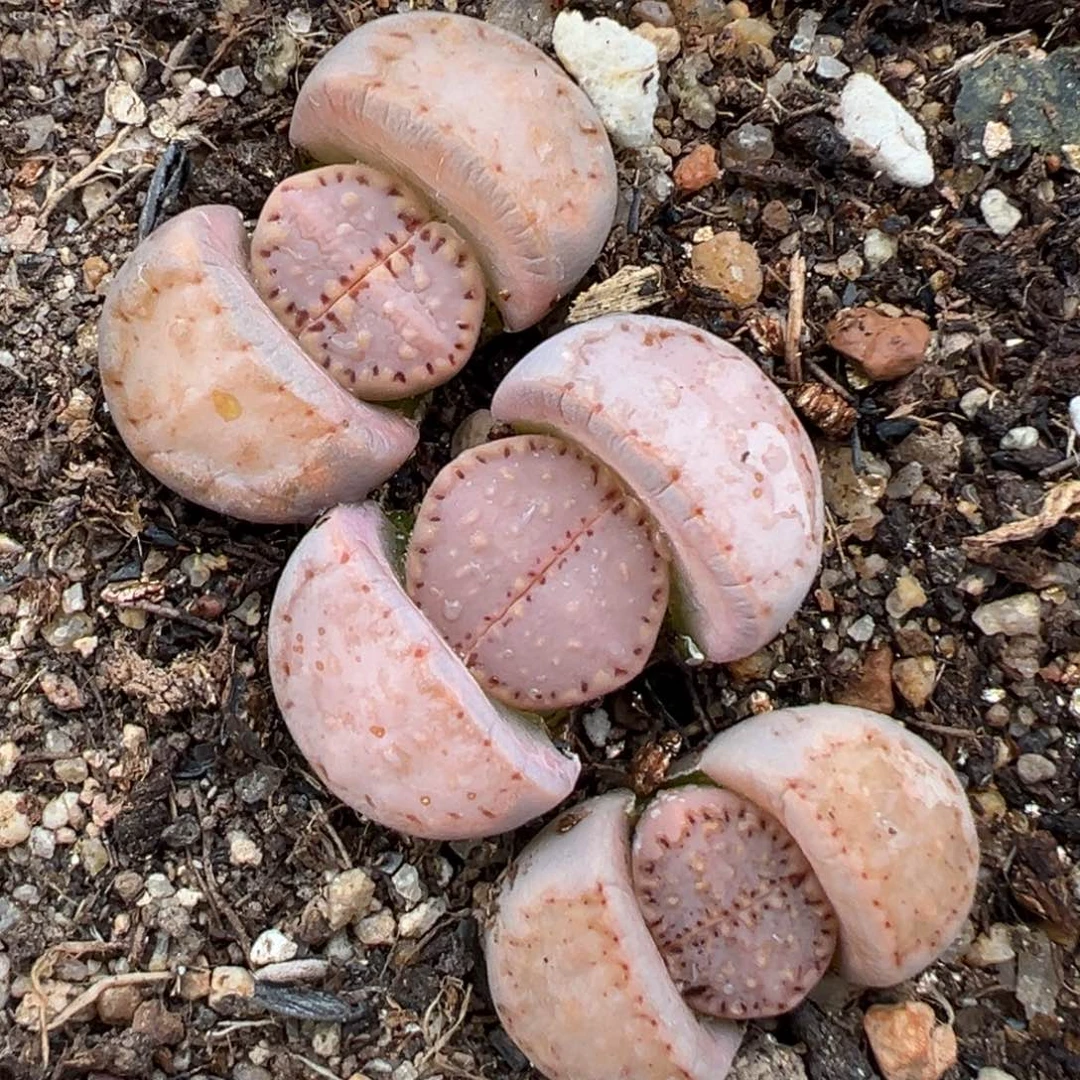 2.7好看的多肉707