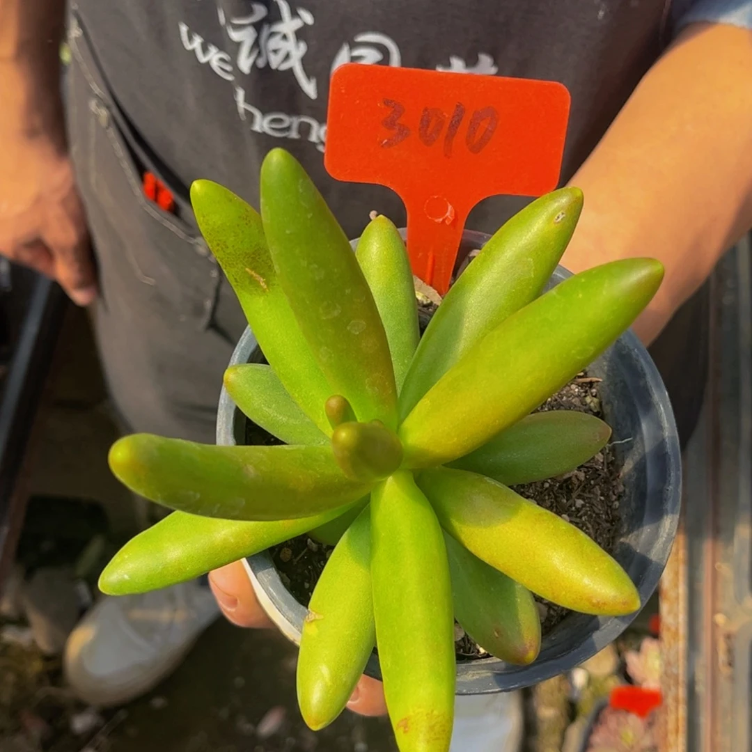 3010号上午多肉植物群生多肉