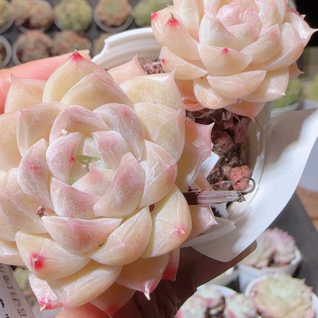 花语多肉1218-17散