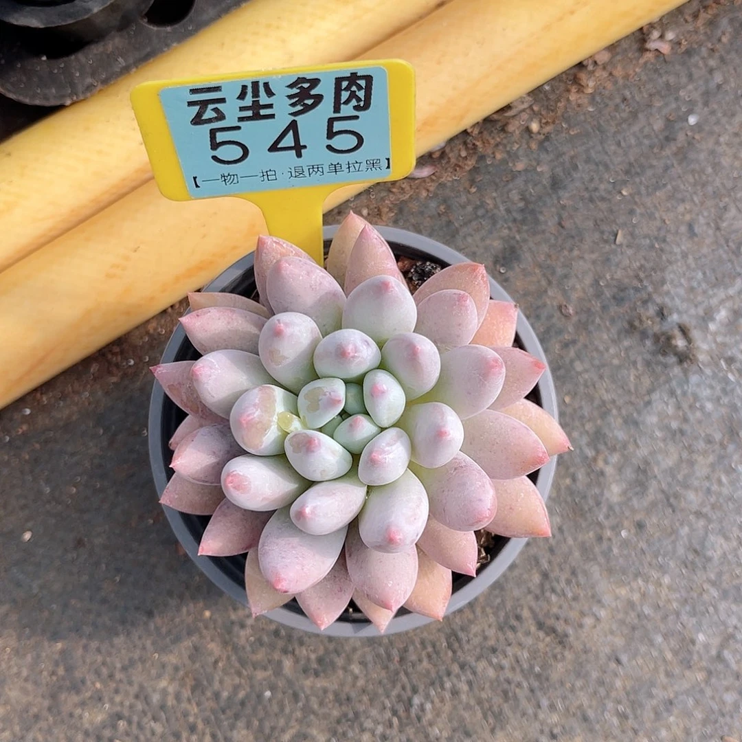 云尘多肉一物一拍545，