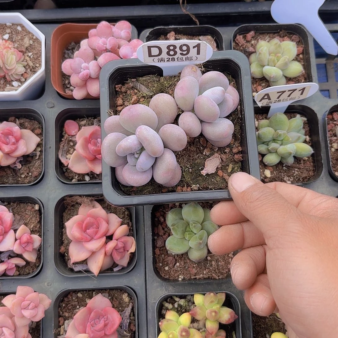 S891大叶奶一物一拍