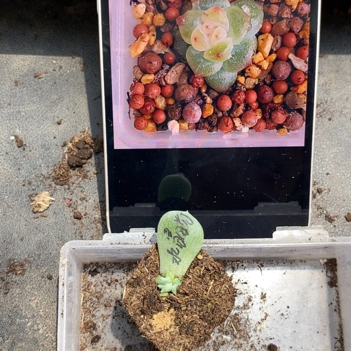 穴盘水晶灯苗一个