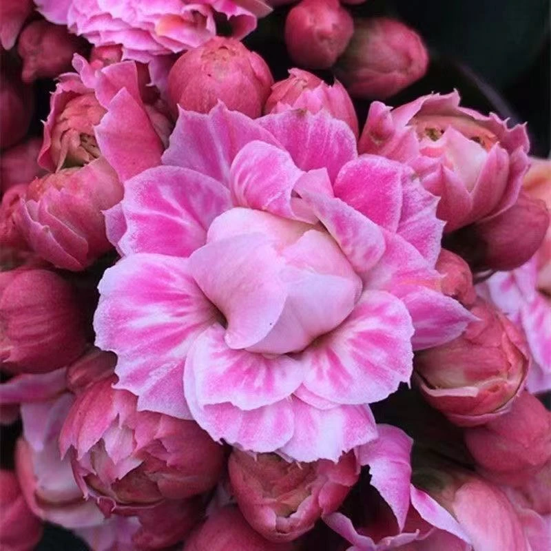 【淡妆大花】8厘米盆 炫彩长寿精美长寿花盆栽