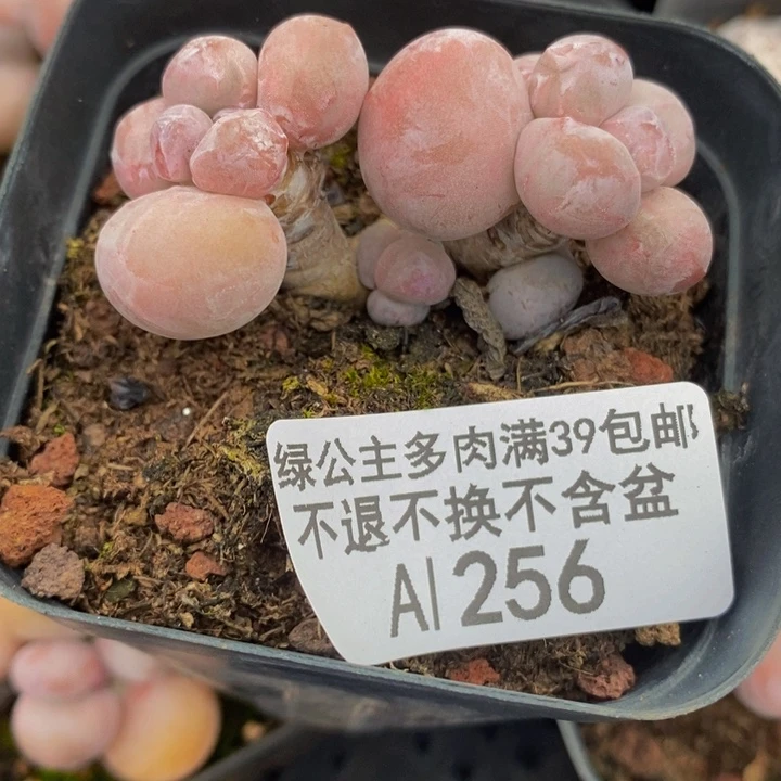 香玉奶酪6cm256多肉植物