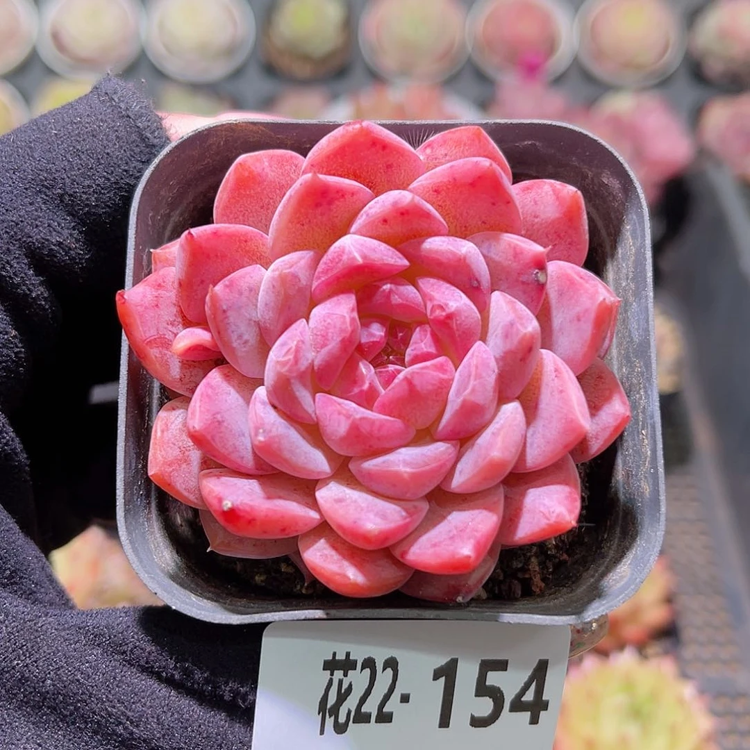 花利美22-154新品