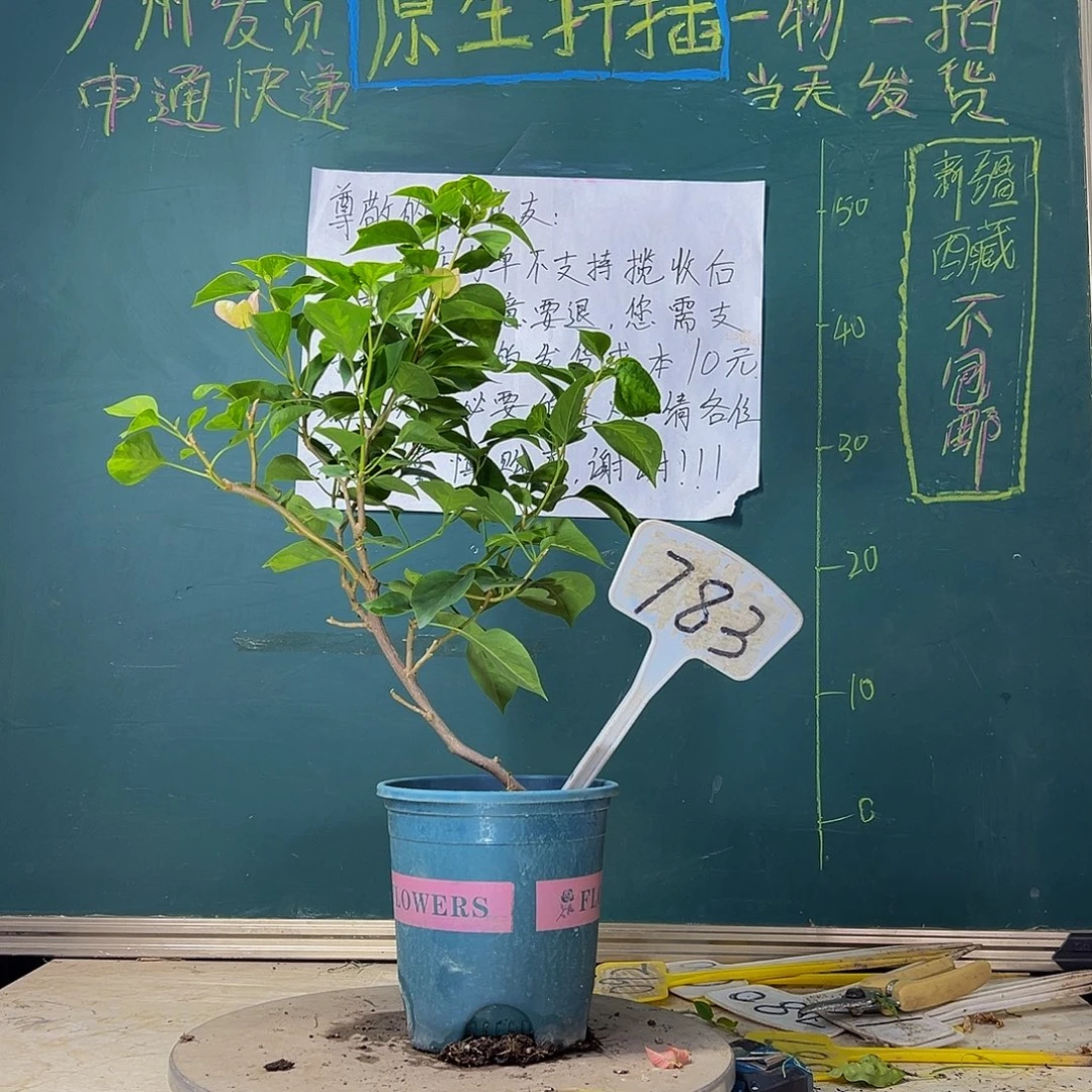 当前无花栽培后可以开花  暗斑五宝  造型  783