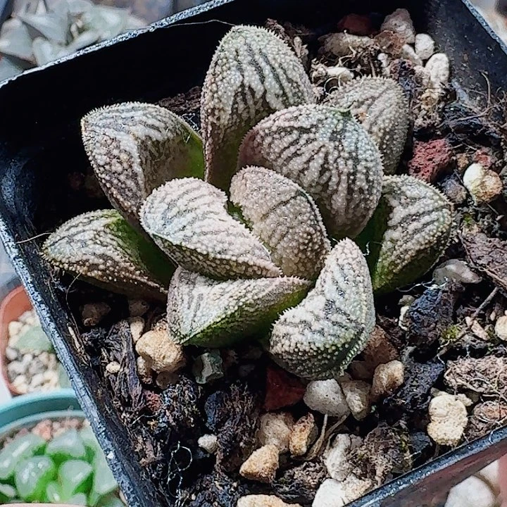 美***灵无花朵十二卷 白蛇 福利
