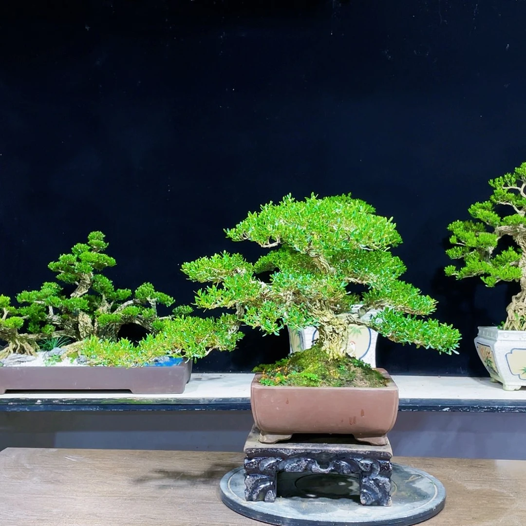 黄杨盆景四季常青