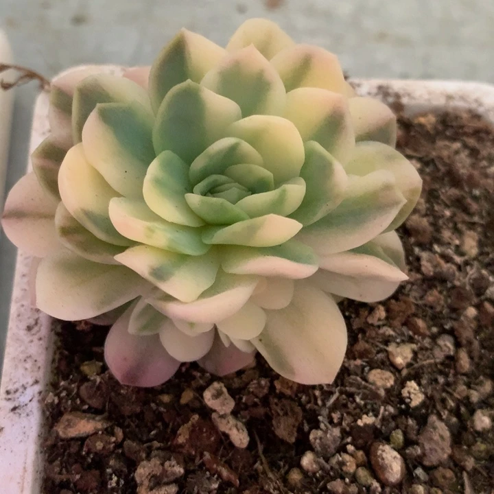 北*寒冰梅锦群，一物一拍