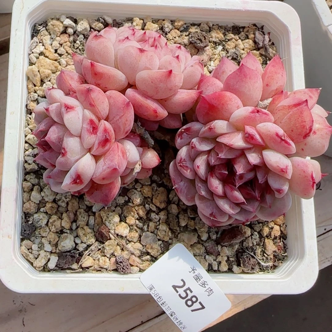 白底天鹅绒，2587多肉