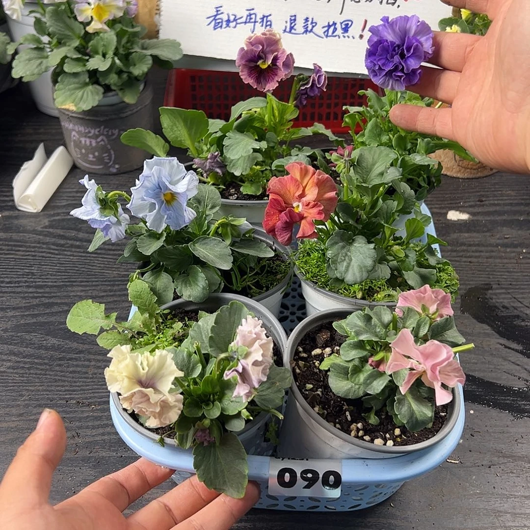 大部分花苞少量开放090号