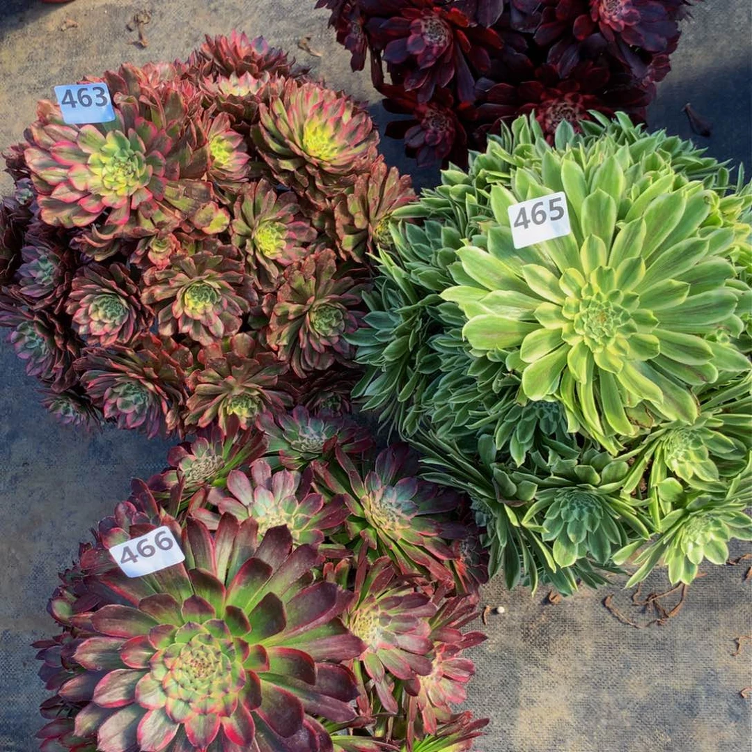 【闪购商品】463464465466