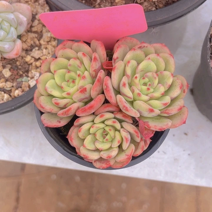 健健康康平平安安