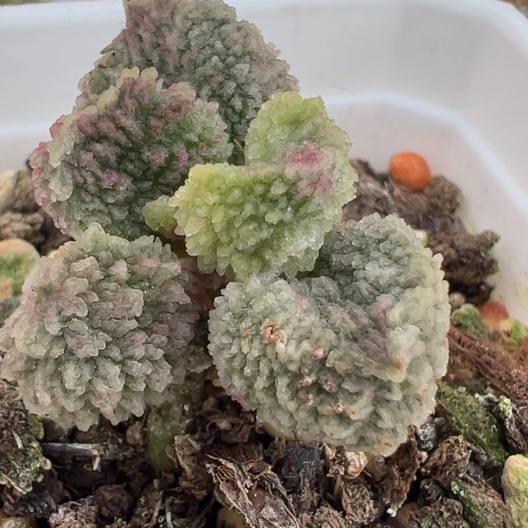 实生新品多肉植物水泡多肉植物