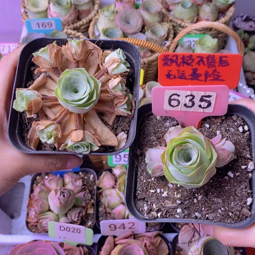是**啊小玉玫瑰➕姝帕玫瑰635