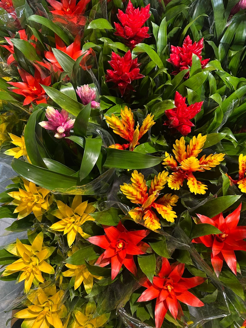 全家福年宵花     盆栽