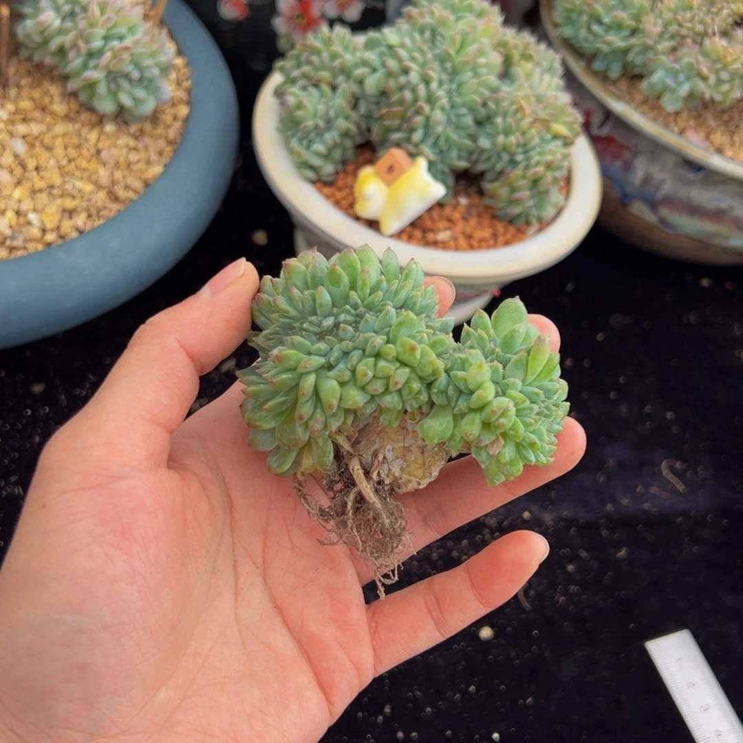 新年快乐新年快乐微瑕