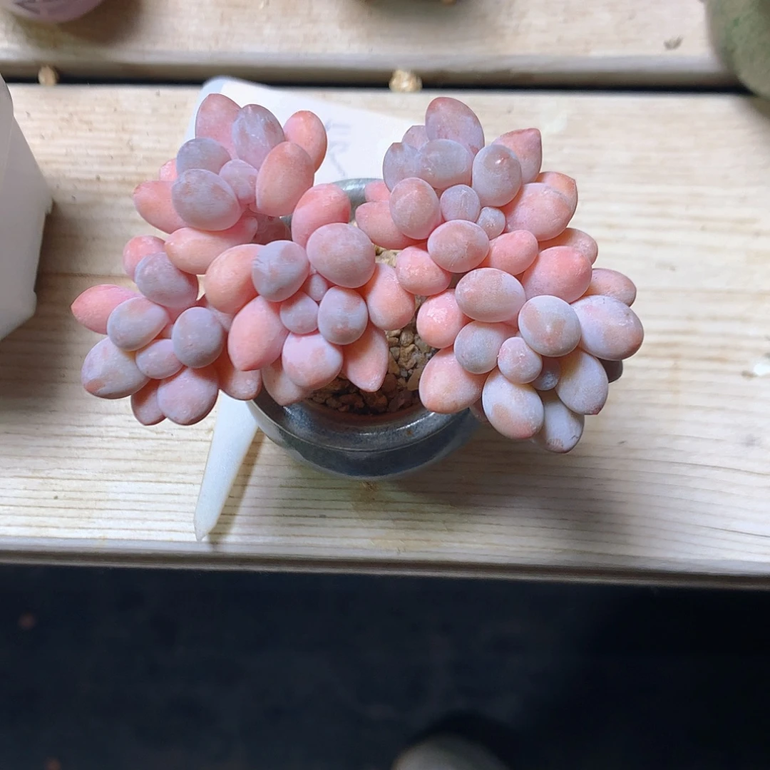 星辰带盆土发汤圆