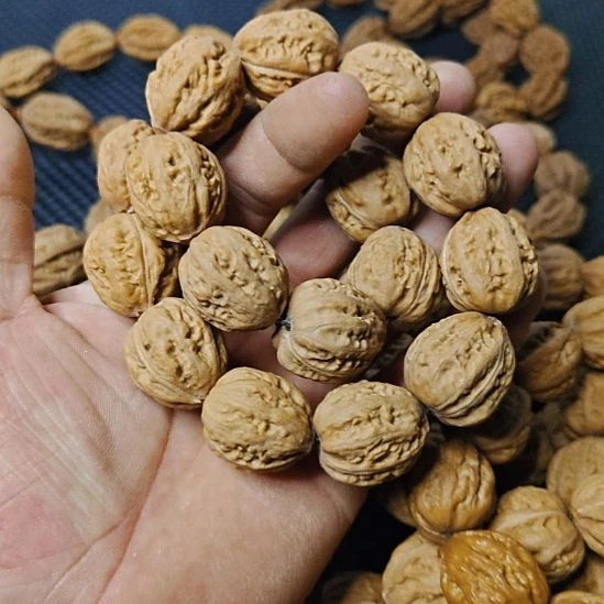 哆***店木质类纯野生山核桃