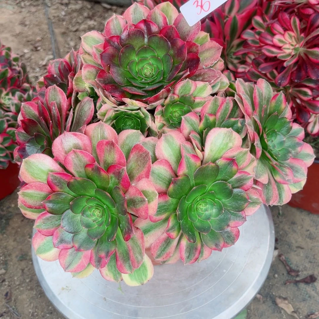 36雨荷法师多肉植物