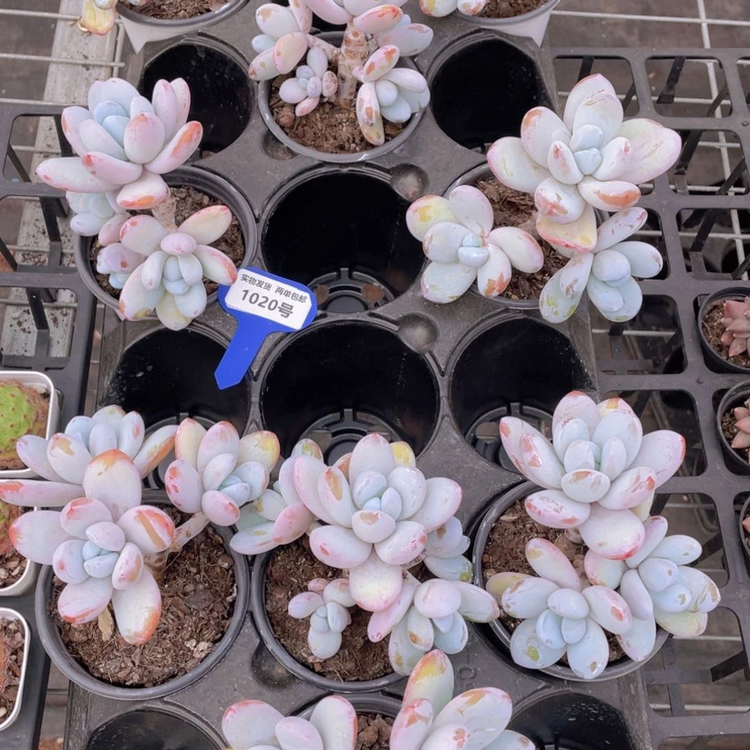 1020号雪美人大群生一个