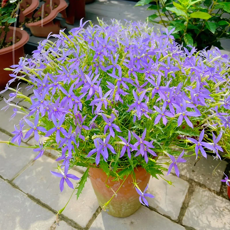 流星花蓝色精灵彩星花(花期很长 耐热)庭院阳台开花植物