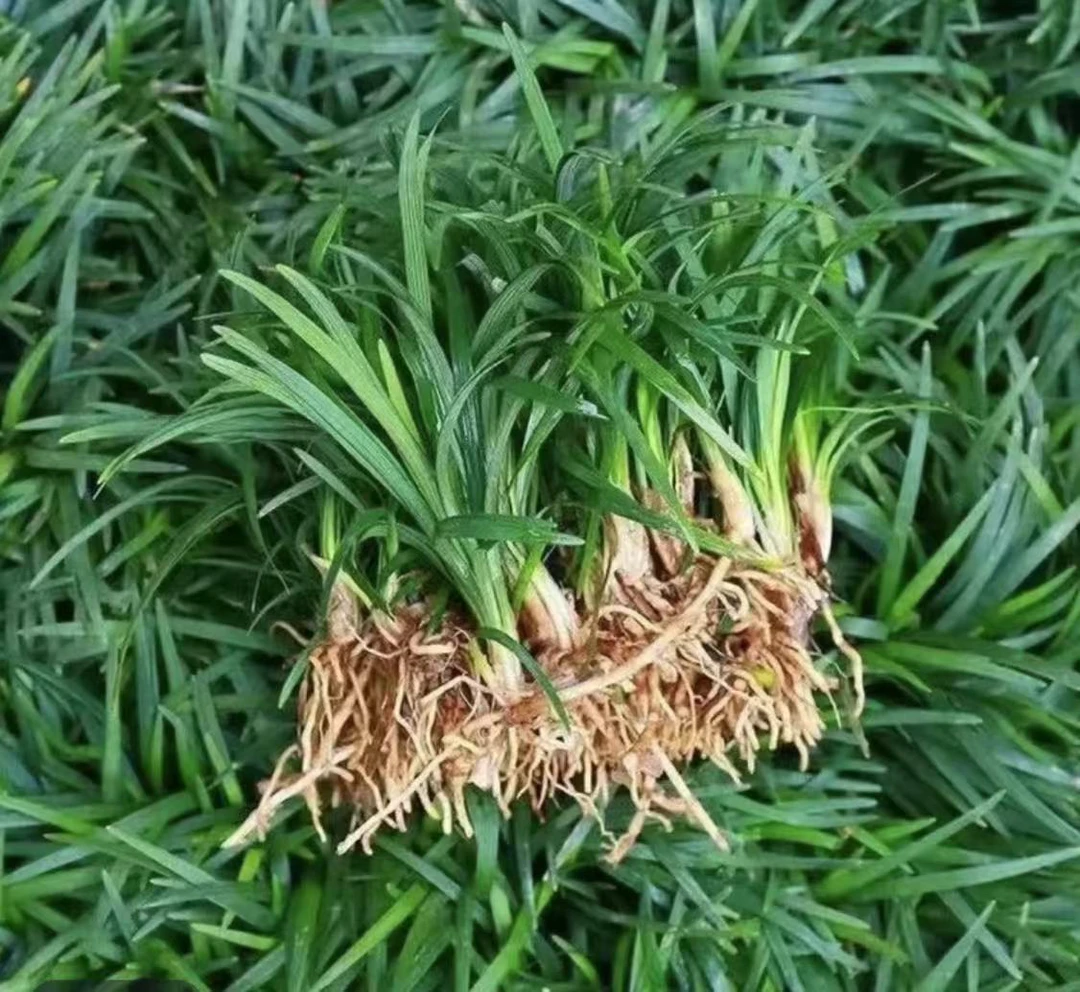 矮麦冬草庭院绿化植物耐寒耐热四季常青草坪草