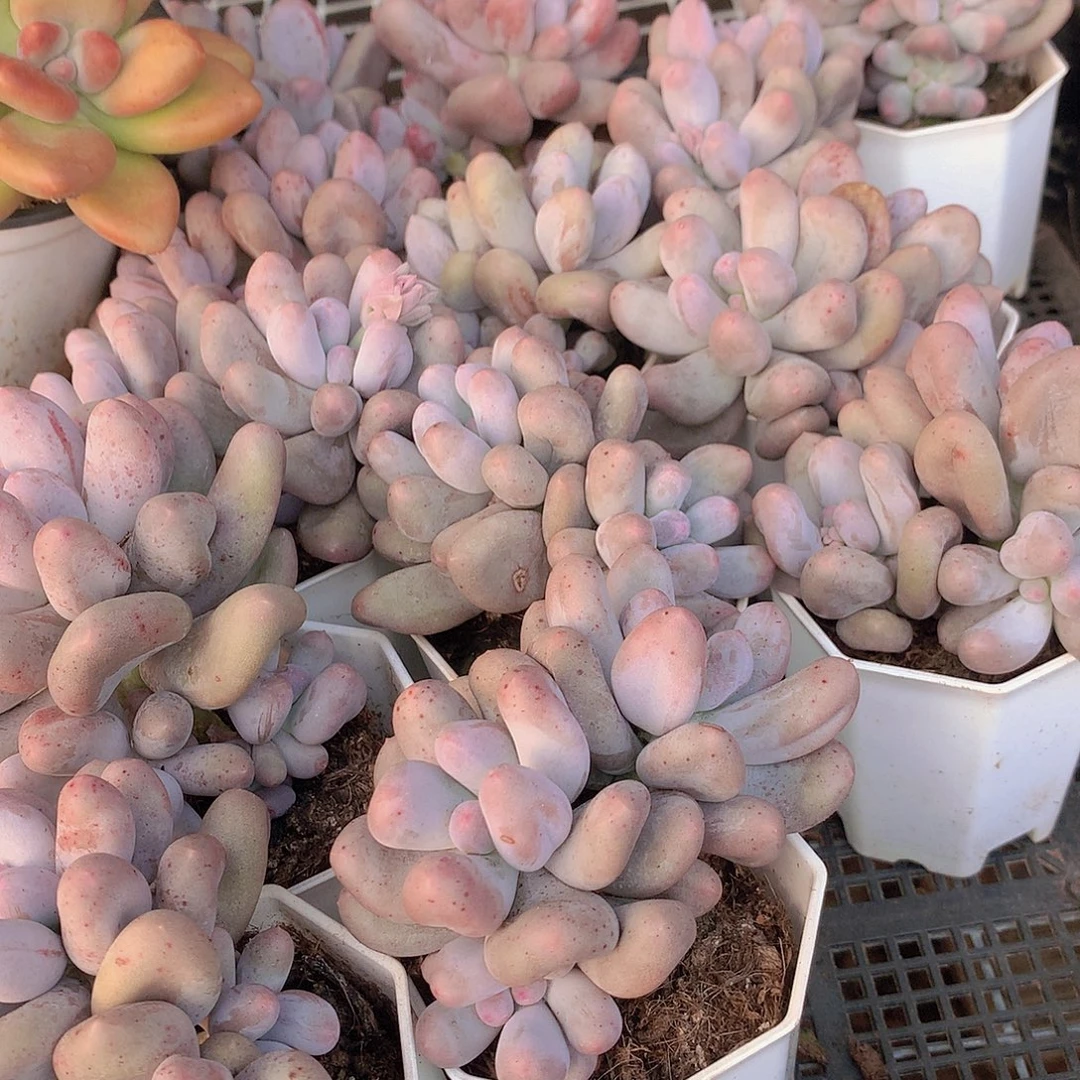 米可奶45678990000000