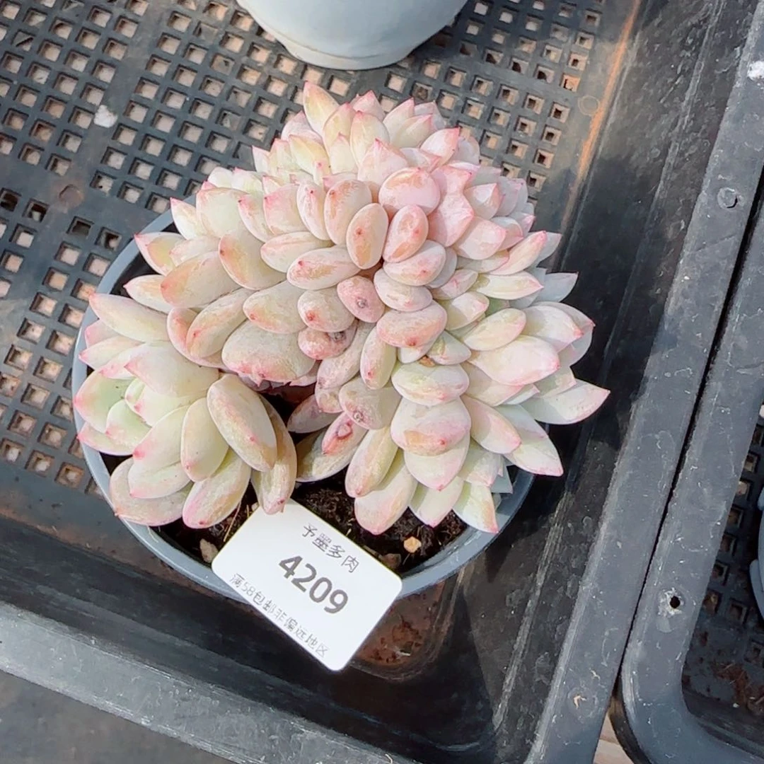 T****u橙子小树缀，4209多肉