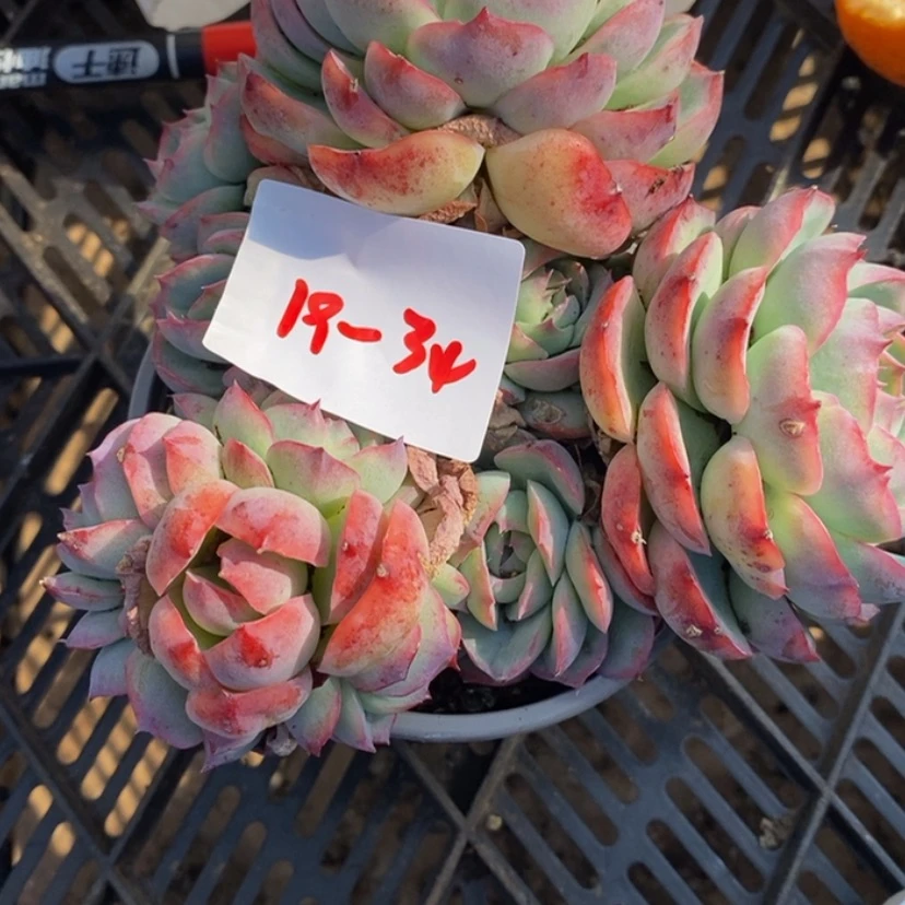 【闪购商品】强**檬多肉植物的