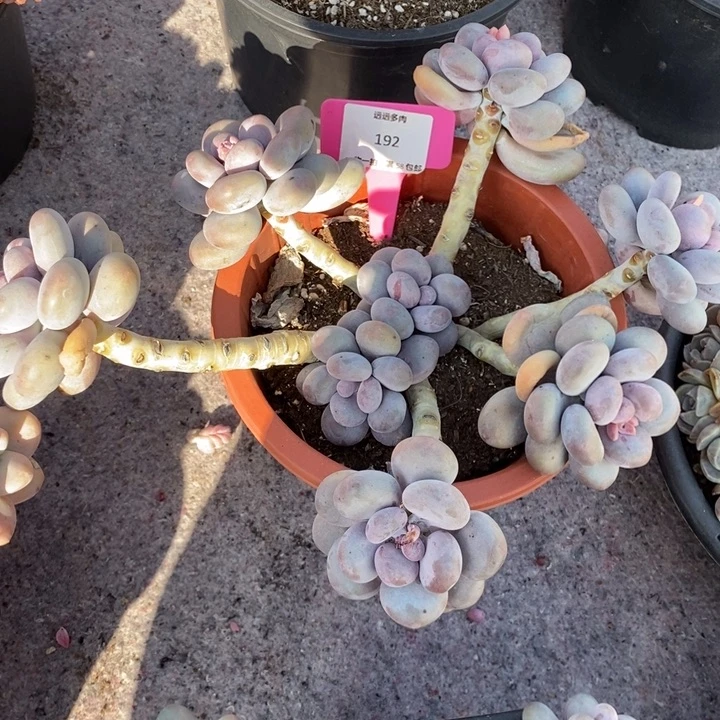 192大叶奶肉肉肉肉肉