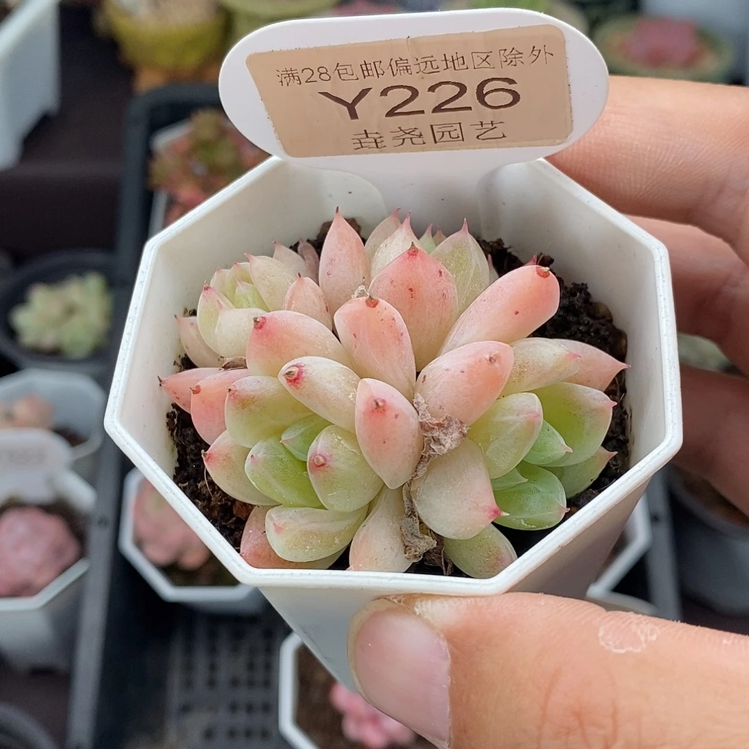 0226 西施群 5.5cm