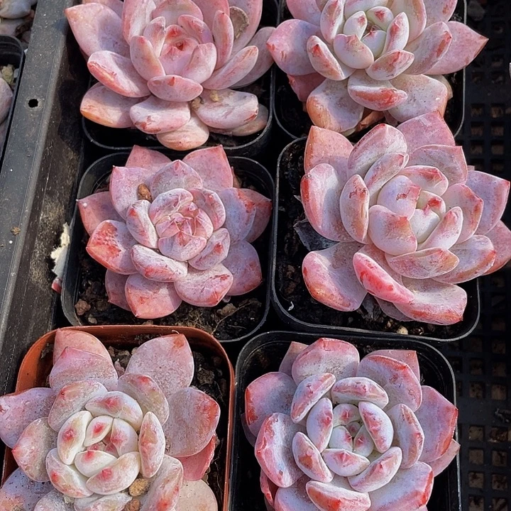 仙女橙带盆土发货