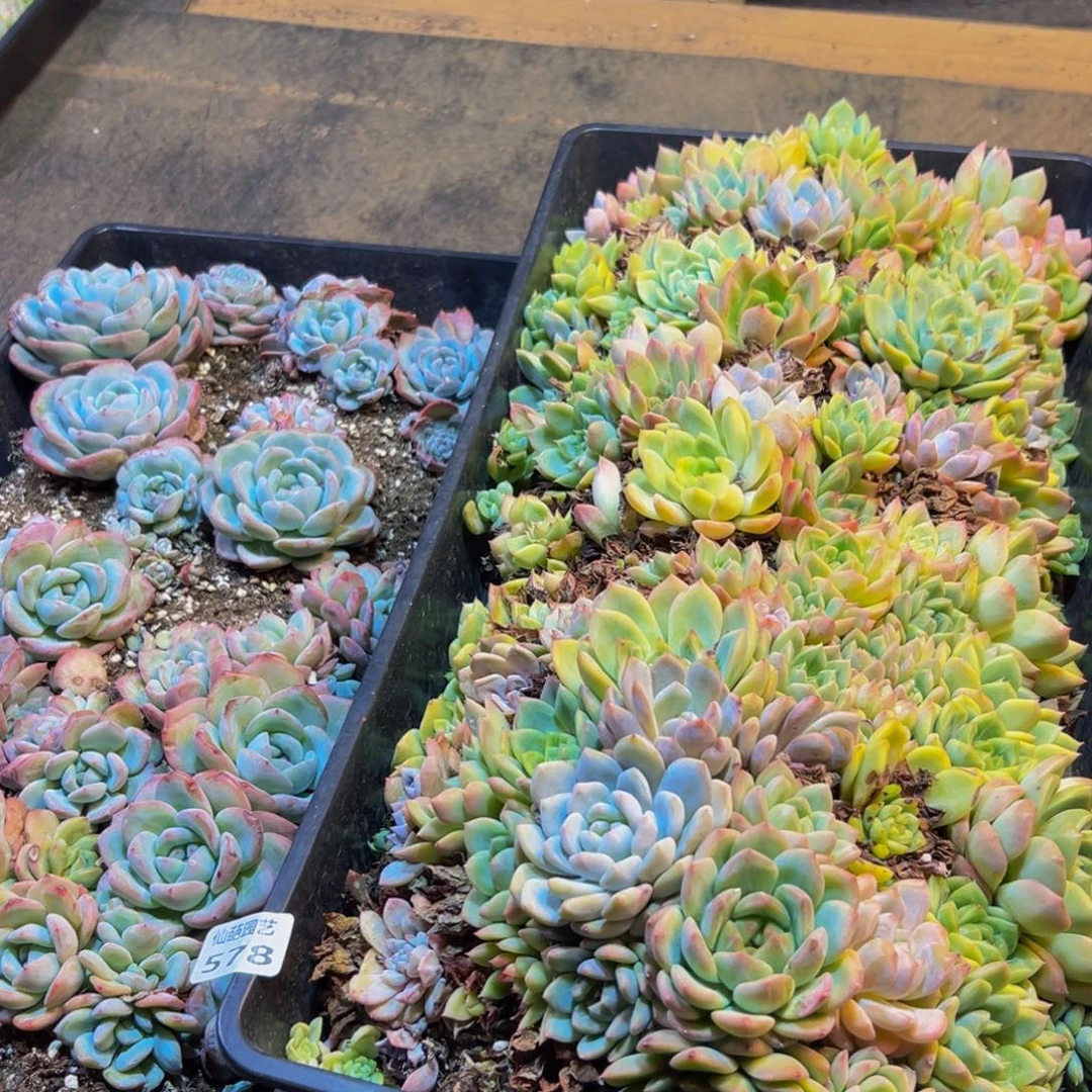 578多肉植物和植物在生长