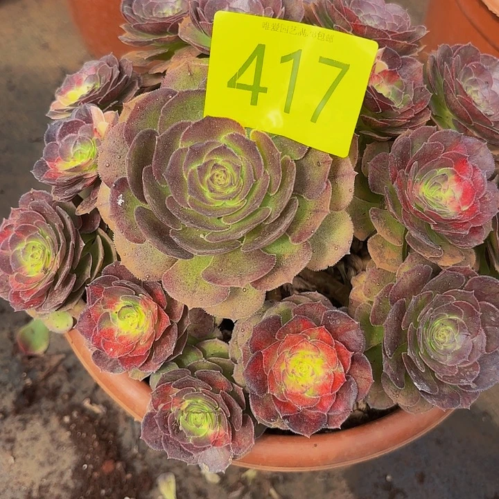 多肉植物福利417号