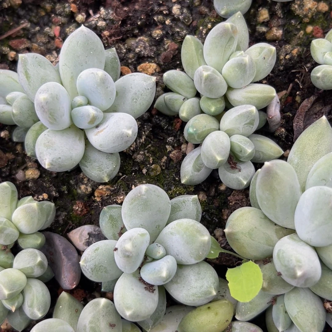 10颗美人系列多肉植物