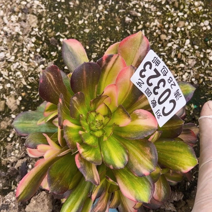 流星雨多肉植物法师0323