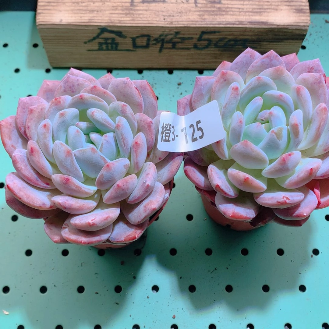 3-125一物一拍带盆2颗