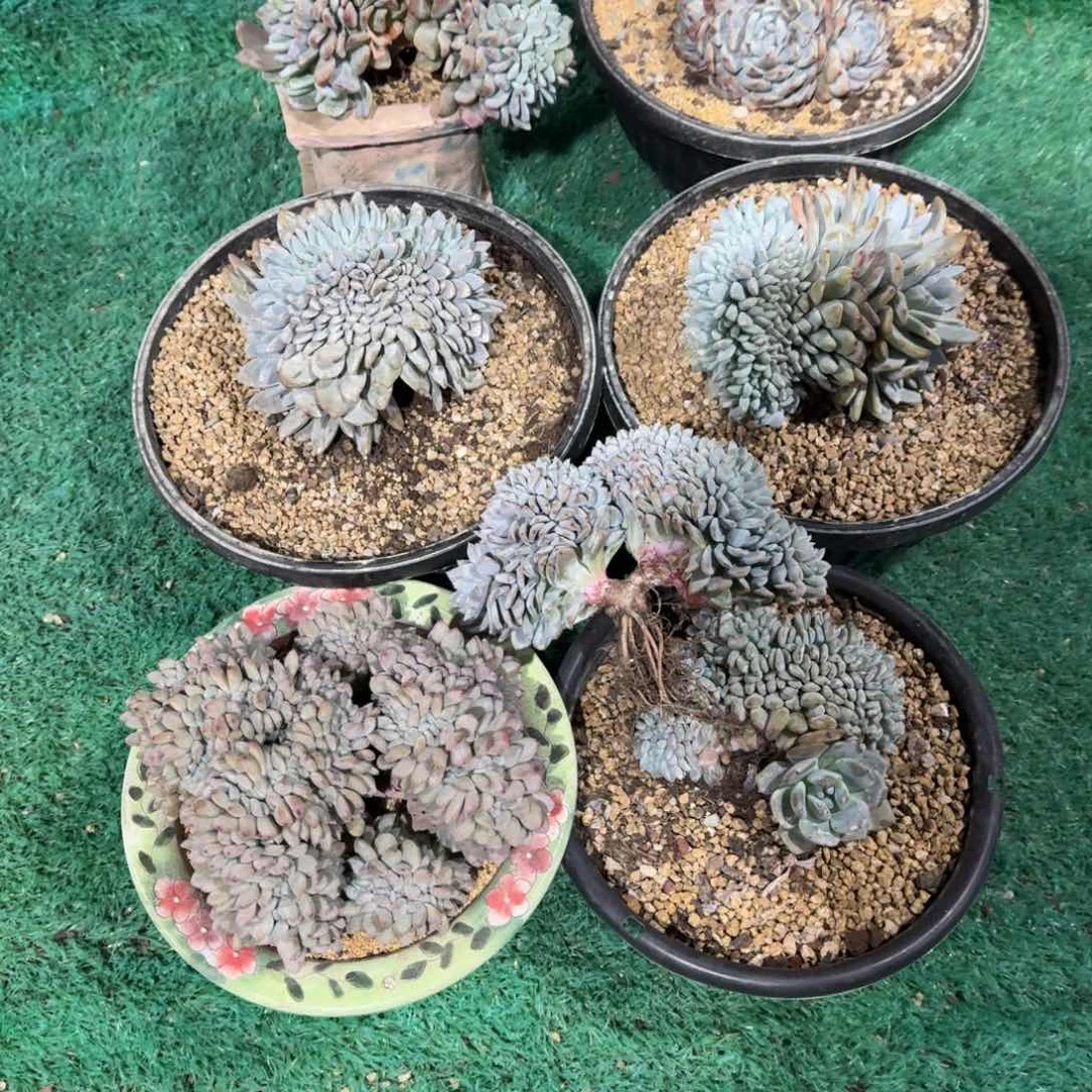 毛**姐星影缀化无砍多肉
