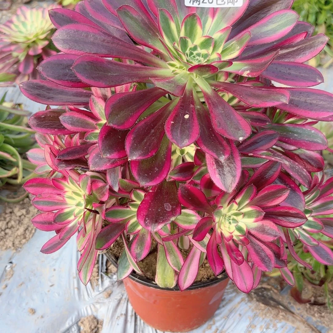 2699冰淇淋花脸17多肉