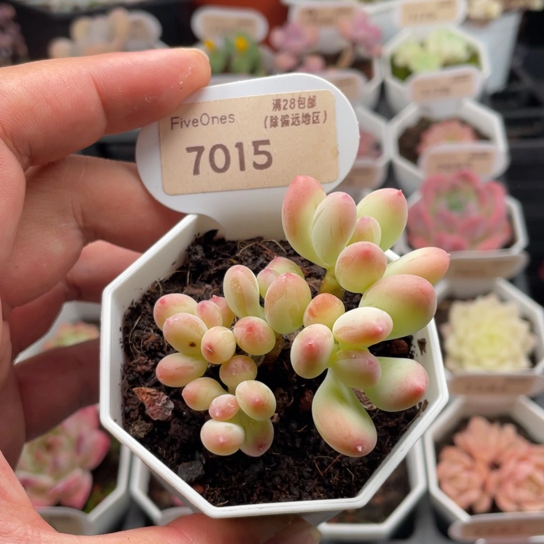 苹果奶7015-6厘米