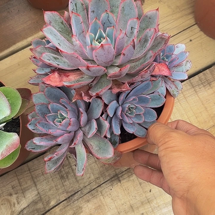 赫拉无砍手捧花，15一颗
